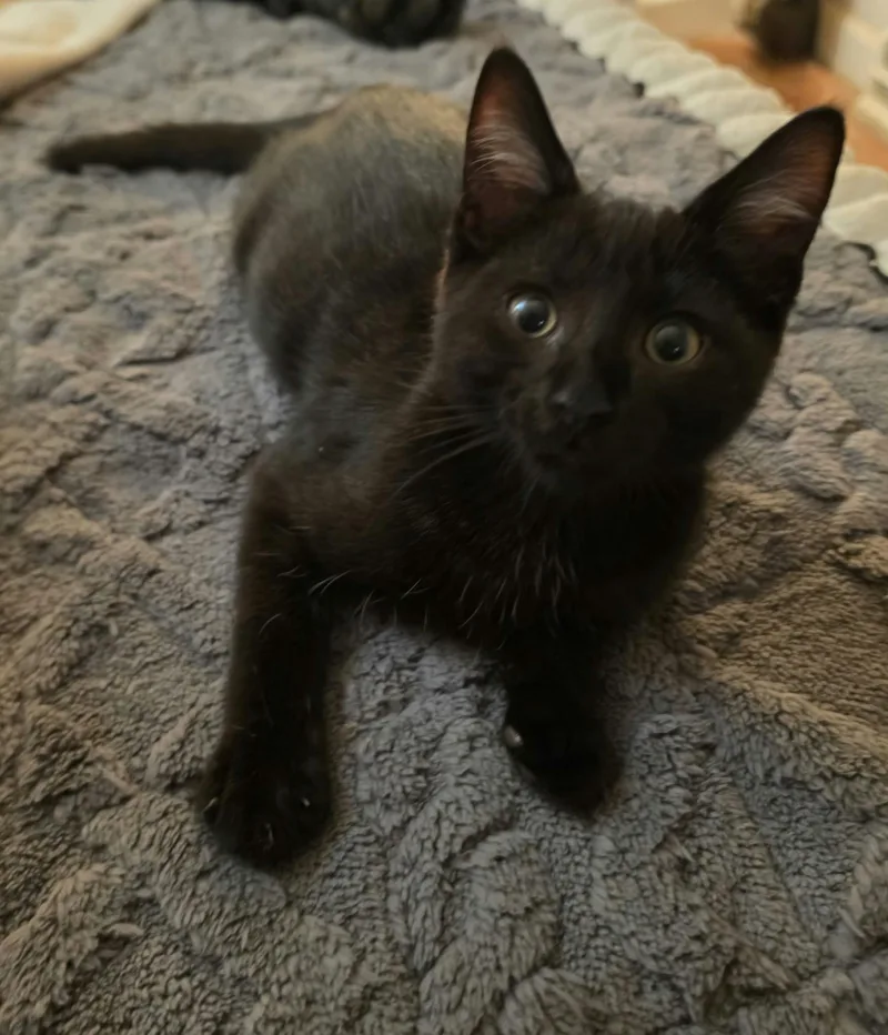 Purrcy thumbnail 2