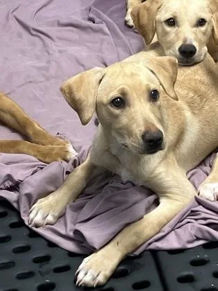 A baby medium-sized female Mixed Breed dog named Clover for adoption in West Chester, PA