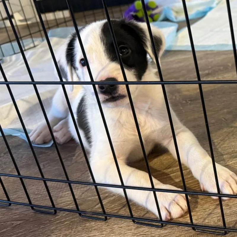 A baby small-sized male Rhodesian Ridgeback dog named Rome for adoption in Parker, CO