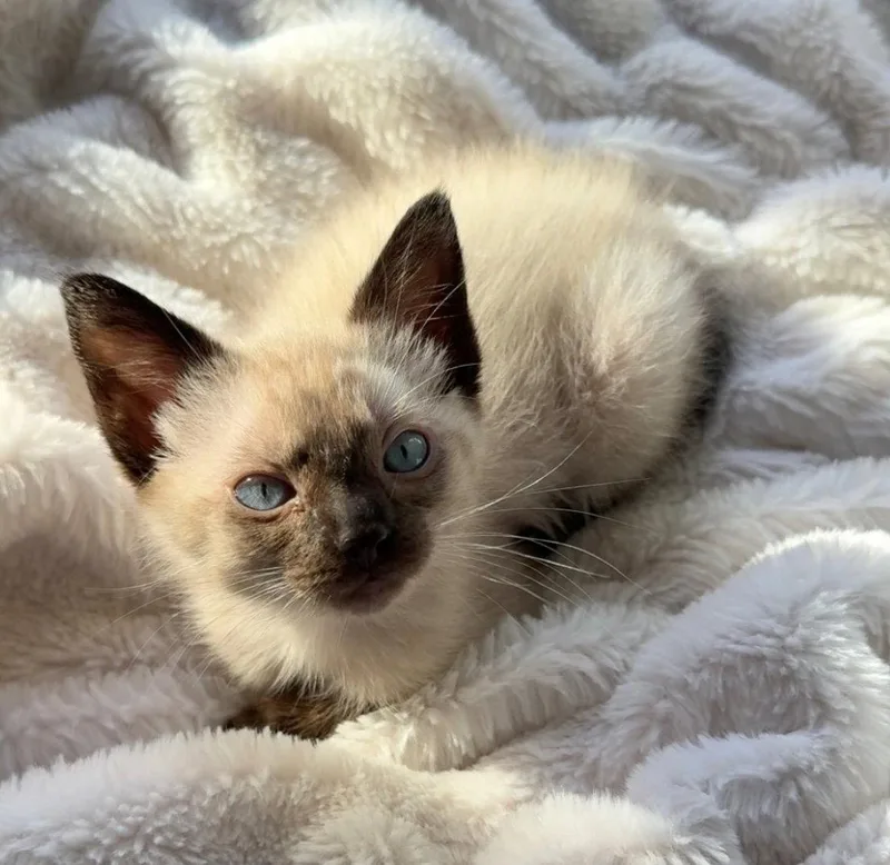 A baby medium-sized female Buff / Tan / Fawn Siamese cat named Azura for adoption in Buford, GA