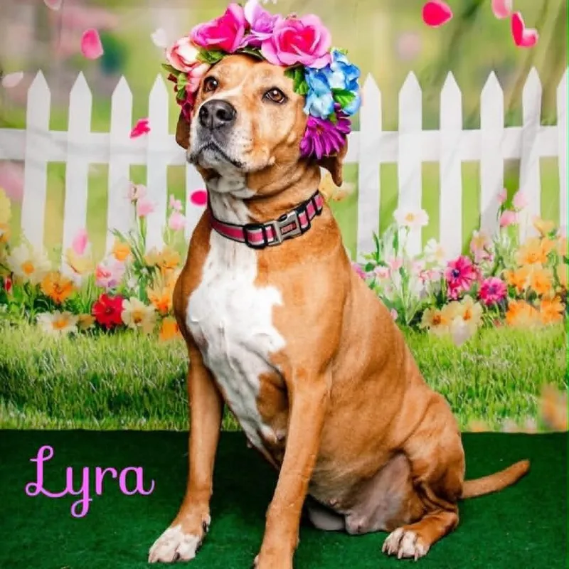 Lyra