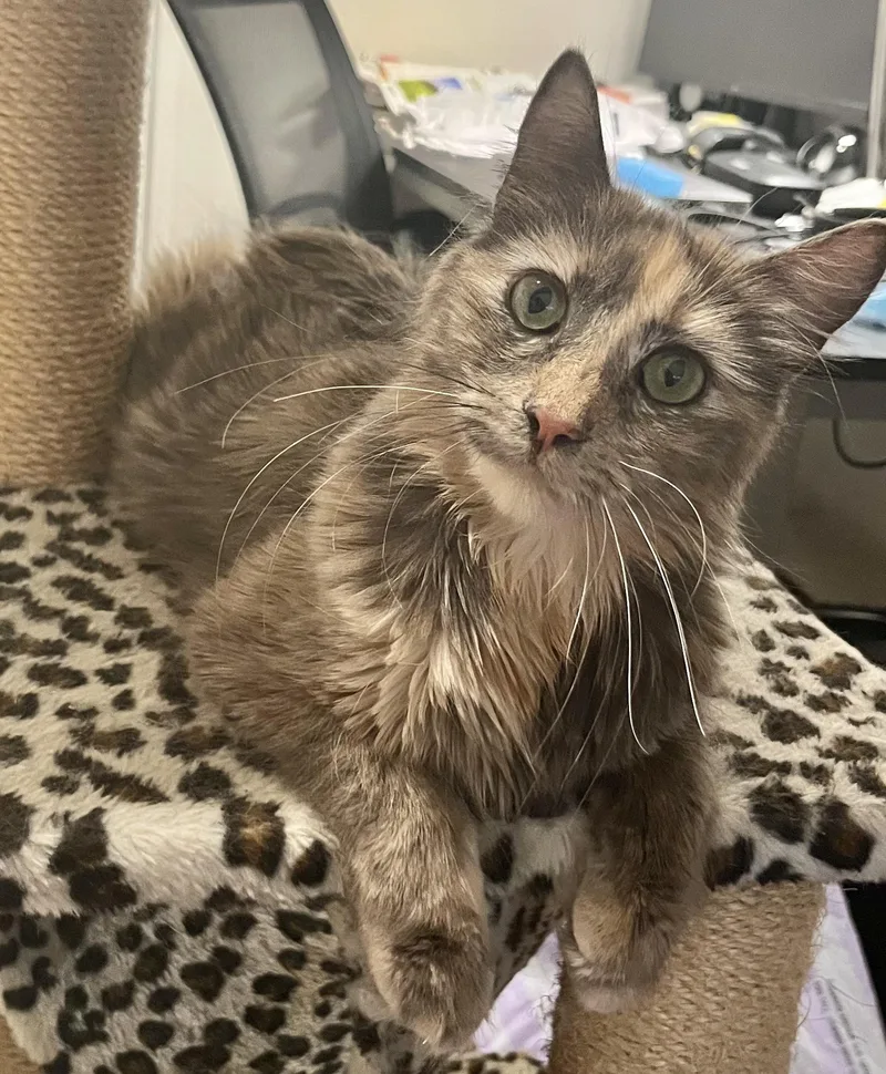 A young large-sized female Blue Cream Dilute Tortoiseshell cat named Duchess for adoption in San Juan Capistrano, CA