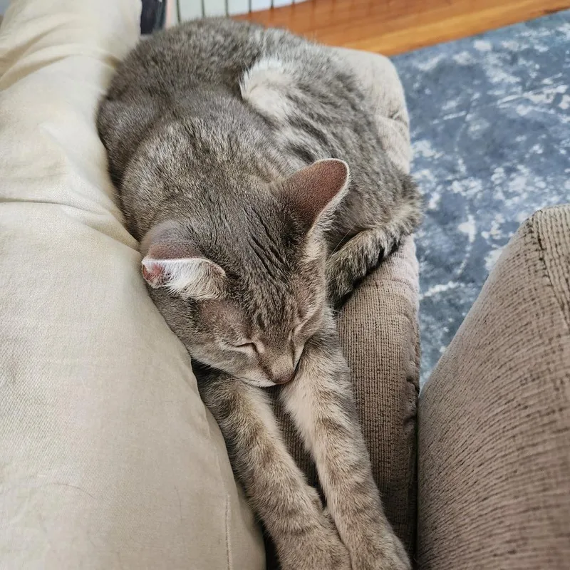 Lime Margarita thumbnail 2