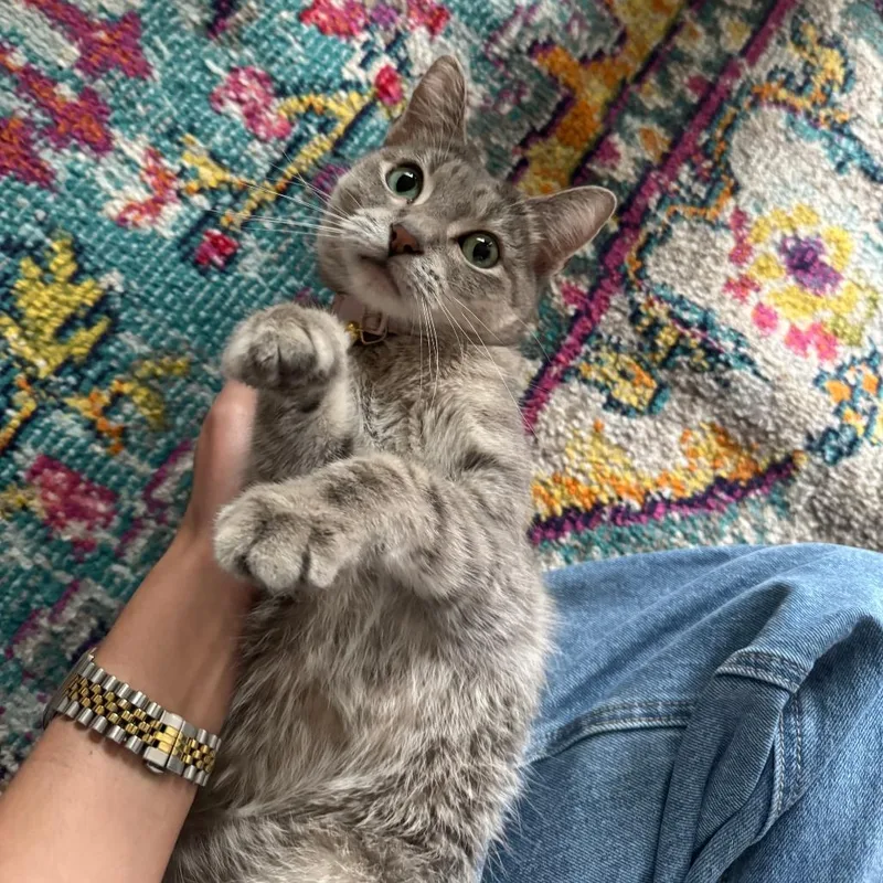 Lime Margarita thumbnail 5