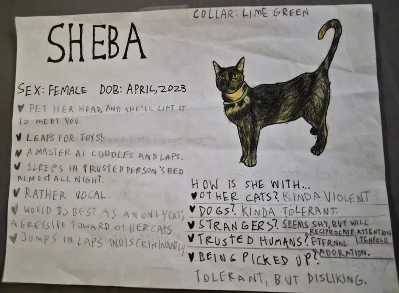An adult medium-sized female Tortoiseshell cat named Sheba for adoption in Crockett, CA