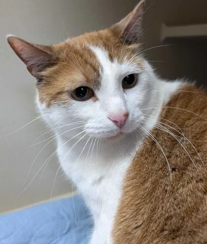 An adult large-sized male Domestic Short Hair cat named Cream for adoption in Burlington, WA
