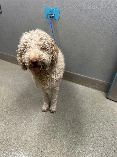 An adult large-sized male Poodle dog named Simba for adoption in Las Vegas, NV