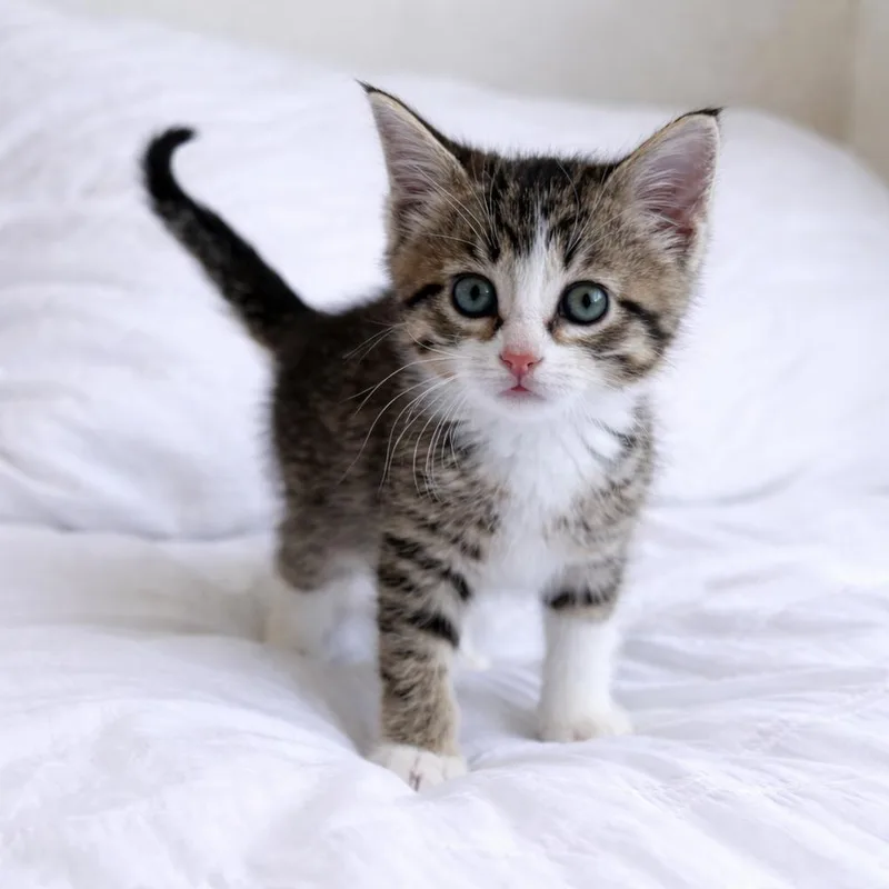 A baby small-sized male Gray & White Domestic Short Hair cat named River for adoption in Homer Glen, IL