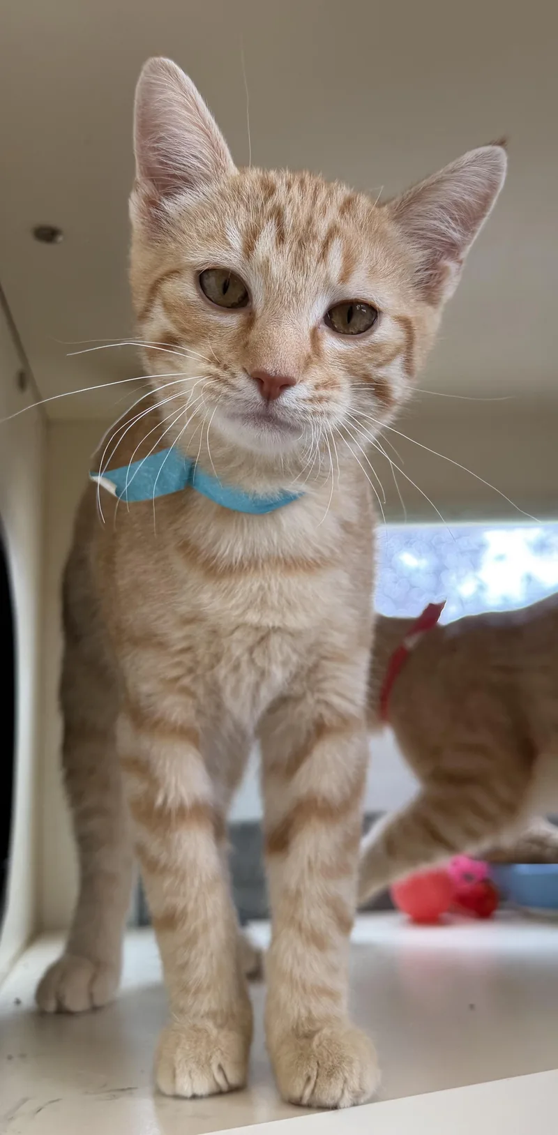A young medium-sized male Tabby (Orange / Red) Domestic Short Hair cat named Antic for adoption in Buena Vista, CO