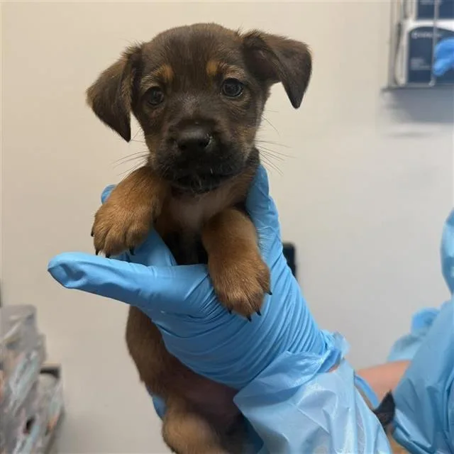 A baby small-sized female Brown / Chocolate Shepherd dog named Olga for adoption in San Antonio, TX