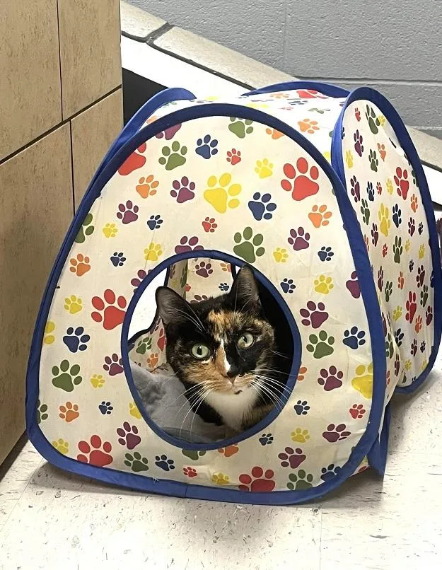 An adult medium-sized female Calico Calico cat named Petunia for adoption in Pegram, TN