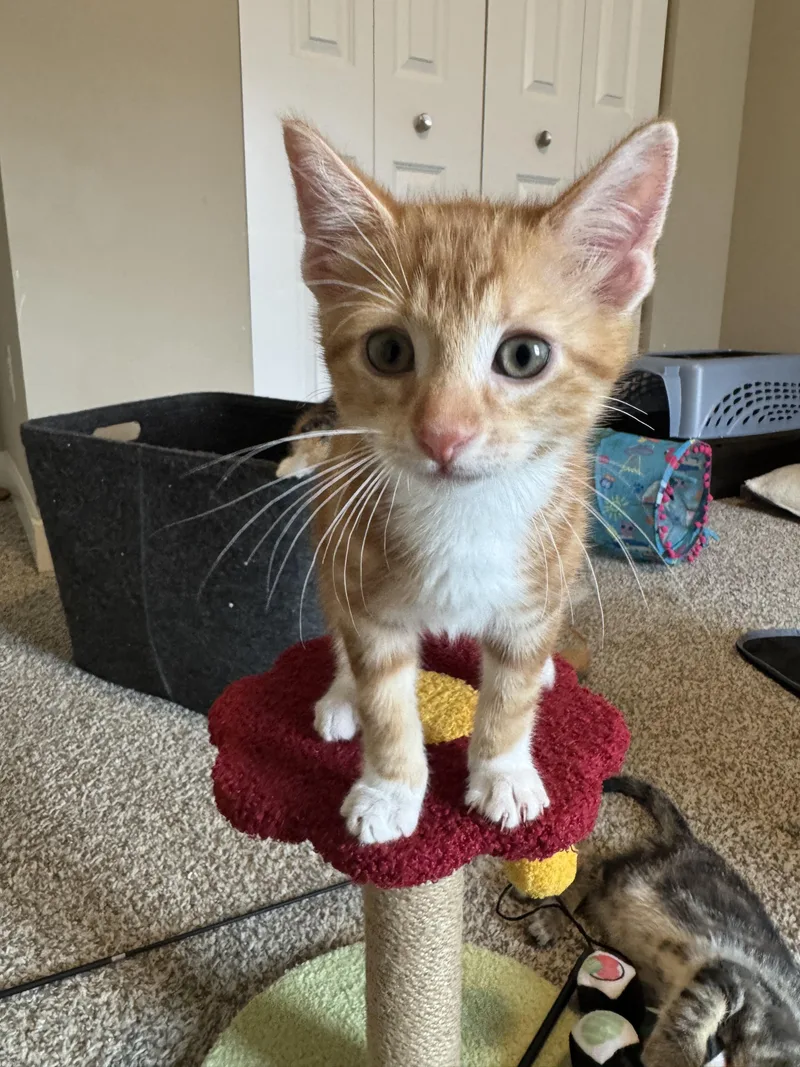 A baby medium-sized male Orange & White Domestic Short Hair cat named Mango for adoption in Farmington, MN