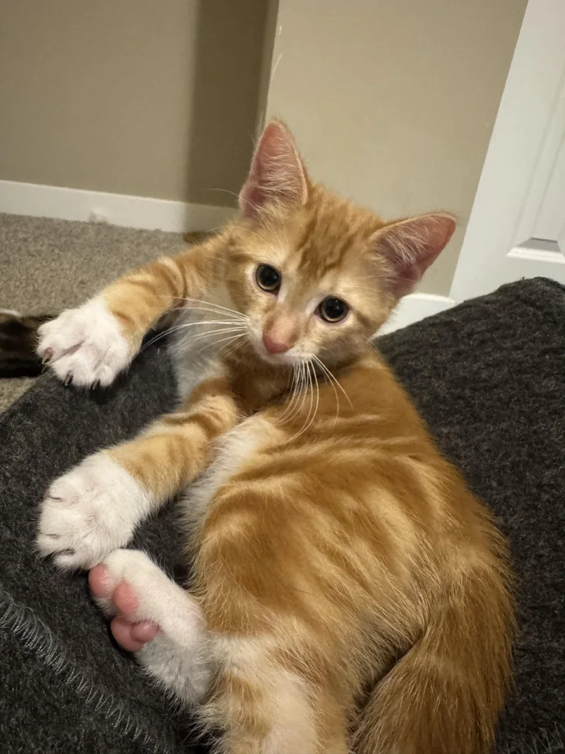 Mango thumbnail 2