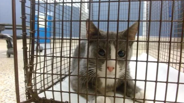 A baby small-sized female Domestic Short Hair cat named Francis for adoption in Miami, FL