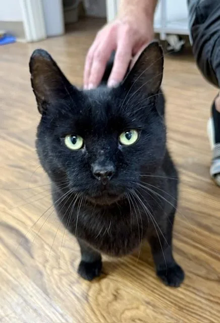An adult large-sized male Black Domestic Short Hair cat named Jelly Bean for adoption in Medina, OH