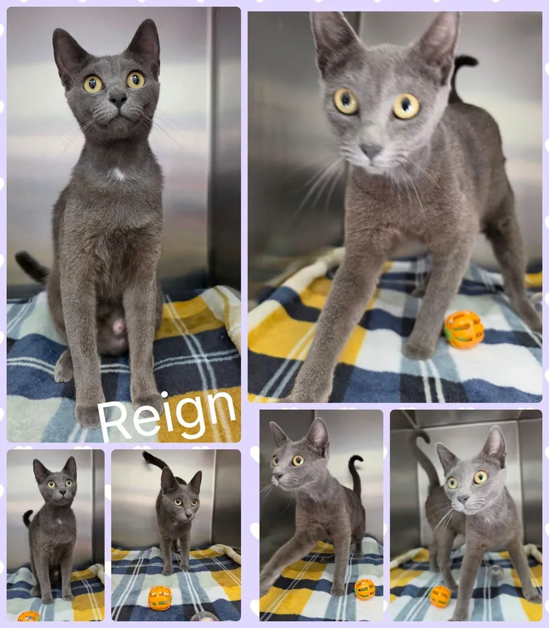 Reign