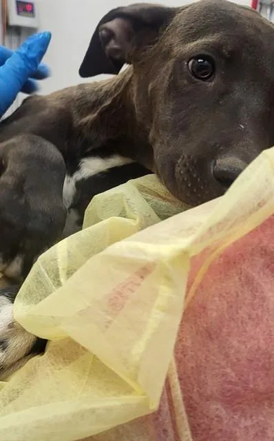 An adult small-sized male Pit Bull Terrier dog named Deegan for adoption in Tucson, AZ