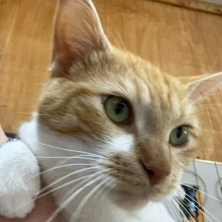 An adult small-sized male White Domestic Short Hair cat named Sunkist for adoption in Washington, DC