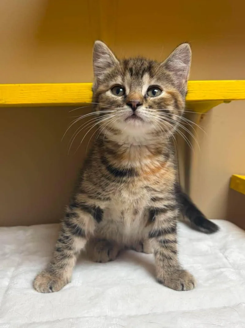 A baby medium-sized female Torbie Domestic Short Hair cat named Colby Jack for adoption in Maryville, MO