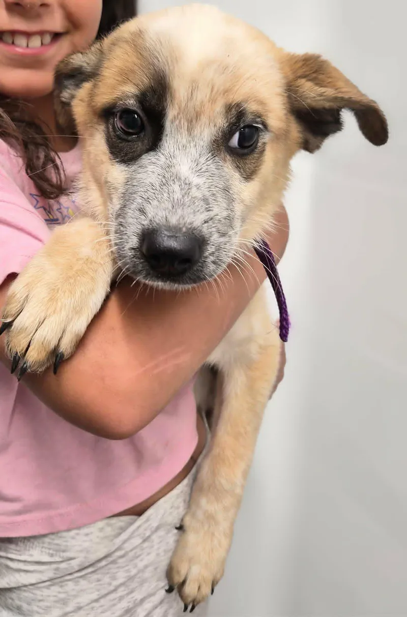 A baby medium-sized female White / Cream Australian Cattle Dog / Blue Heeler dog named Pepper for adoption in Montague, TX