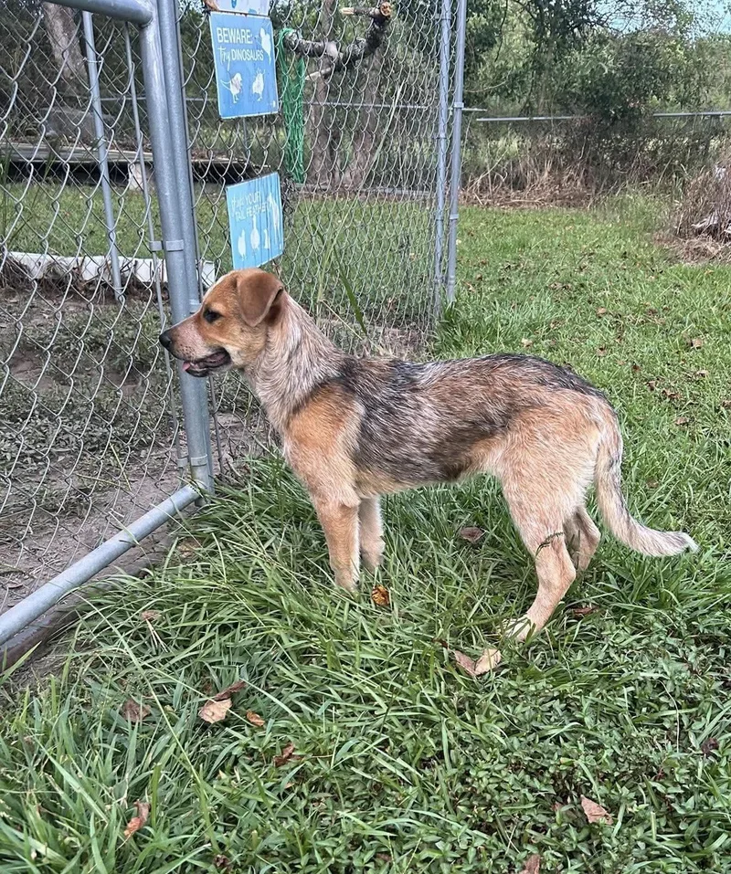 A baby medium-sized male Australian Cattle Dog / Blue Heeler dog named Ranger for adoption in Lucedale, MS