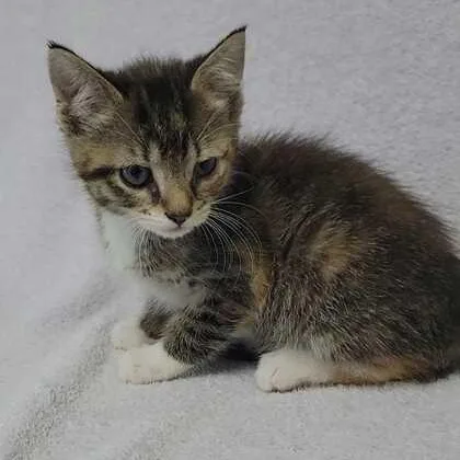 A baby medium-sized female Torbie Domestic Short Hair cat named Moo Moo Meadows for adoption in Valdosta, GA
