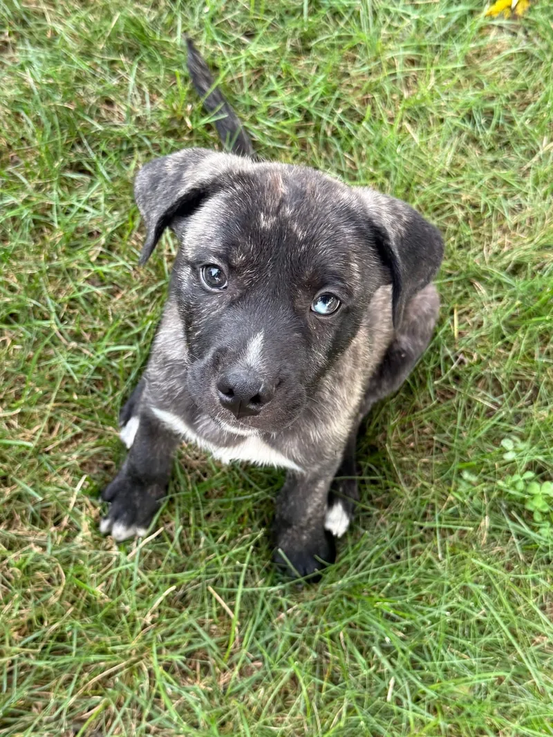 A baby medium-sized male Brindle Pit Bull Terrier dog named Hank for adoption in Lewis Center, OH