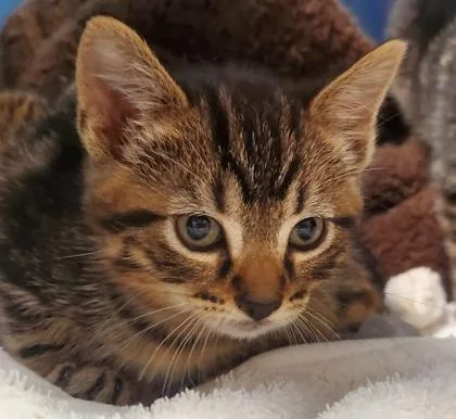 A young large-sized male Domestic Short Hair cat named Tillman for adoption in Kansas City, MO