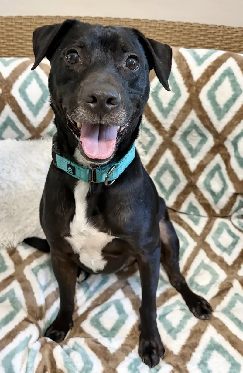 An adult medium-sized male Black Mixed Breed dog named Lincoln for adoption in Key West, FL