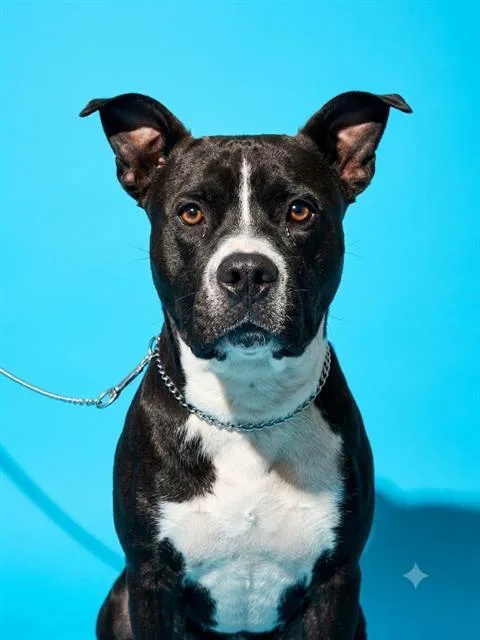 An adult large-sized male Mixed Breed dog named Bubba Dukes for adoption in Jacksonville, FL