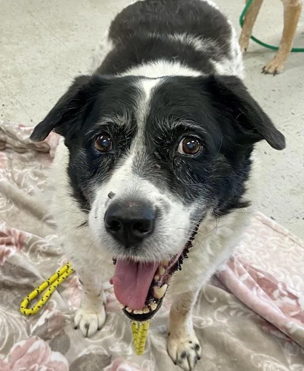 A senior large-sized female Border Collie dog named Missy for adoption in Salt Lake City, UT