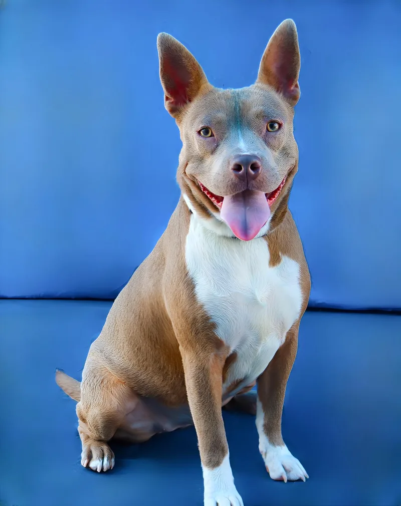 A young medium-sized female Pit Bull Terrier dog named Potato for adoption in Pasadena, CA