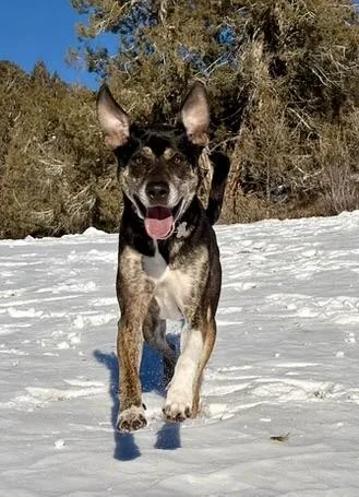 Chip