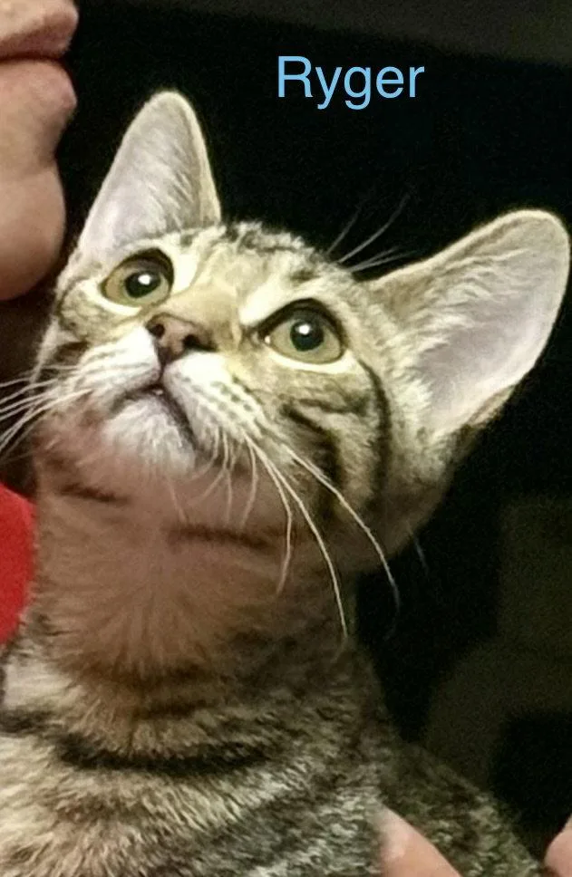 A baby medium-sized female Domestic Short Hair cat named Ryger for adoption in Glendale, AZ