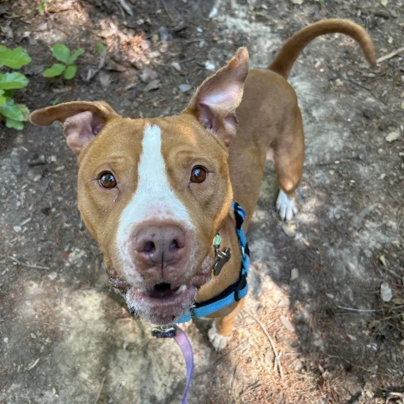 An adult medium-sized male Pit Bull Terrier dog named Cappo for adoption in Troy, VA