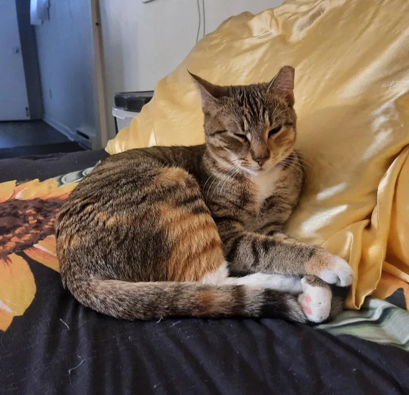 A young small-sized female Domestic Short Hair cat named Strawberry Shortcake for adoption in Harrisburg, PA