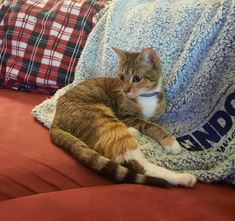 Strawberry Shortcake thumbnail 2