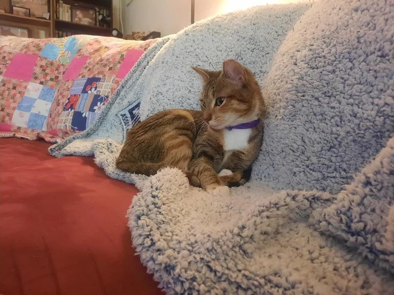 Strawberry Shortcake thumbnail 3