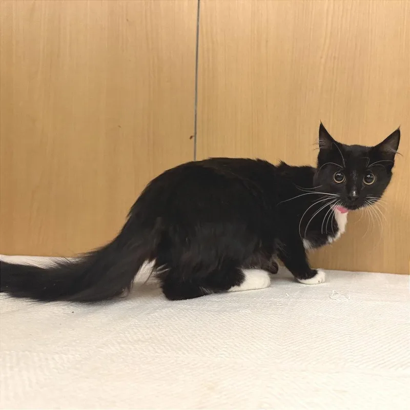 A baby small-sized female Domestic Medium Hair cat named Betty for adoption in Saint Louis, MO