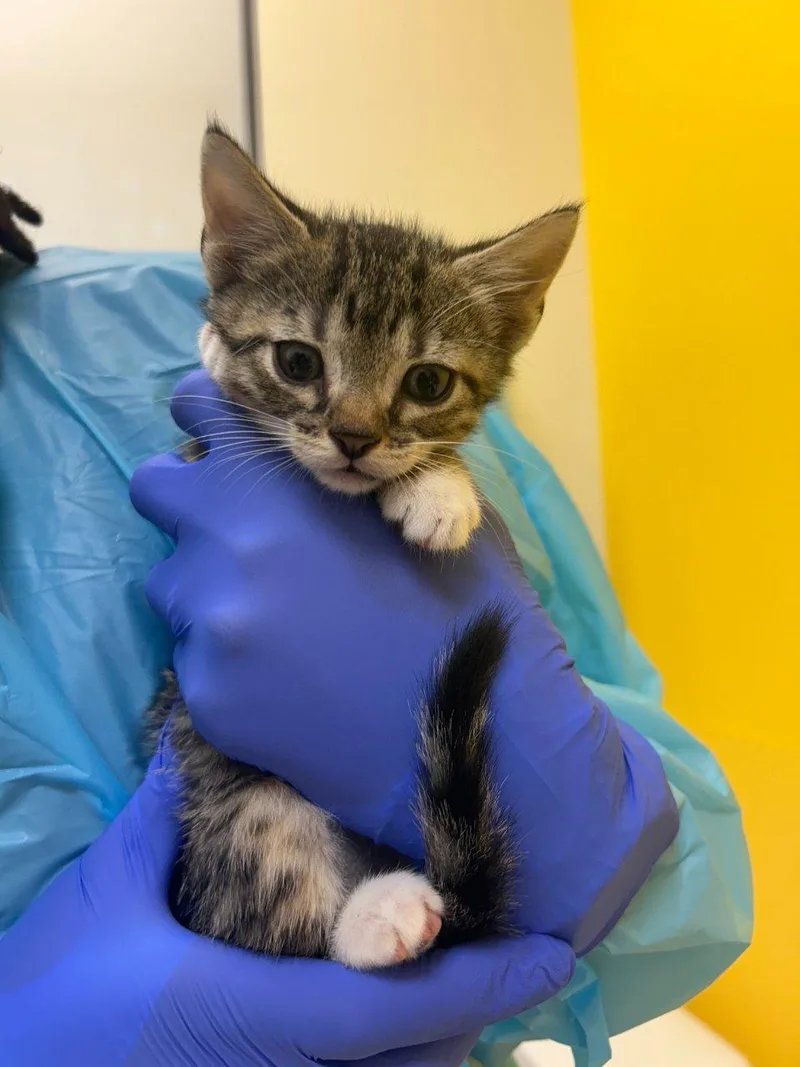 A baby small-sized male Tabby (Brown / Chocolate) Domestic Short Hair cat named Doug for adoption in Raleigh, NC