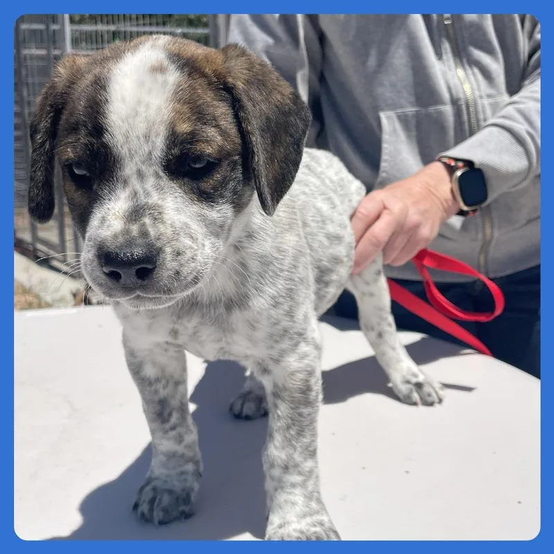 A baby small-sized male Brindle Labrador Retriever dog named Ahi for adoption in Prescott, AZ