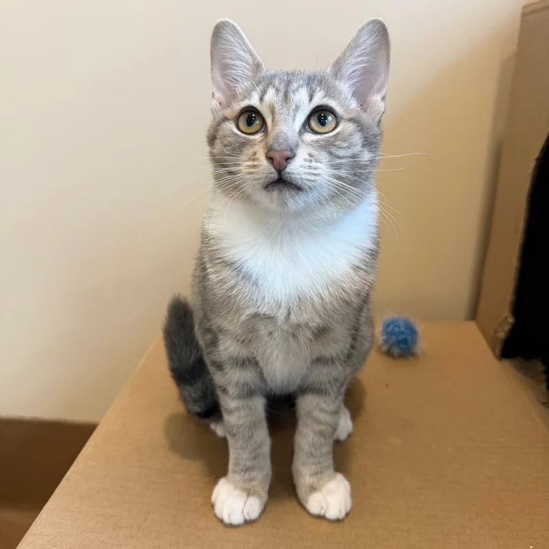 A baby small-sized female Gray / Blue / Silver Domestic Short Hair cat named Florence for adoption in Agoura Hills, CA
