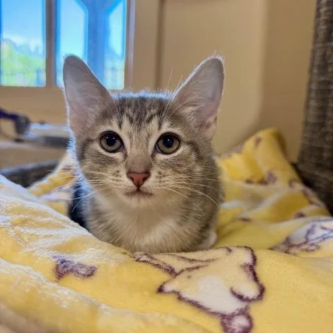 Florence thumbnail 2