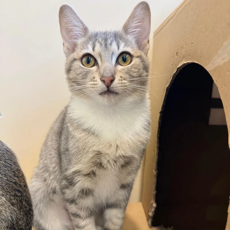 Florence thumbnail 4