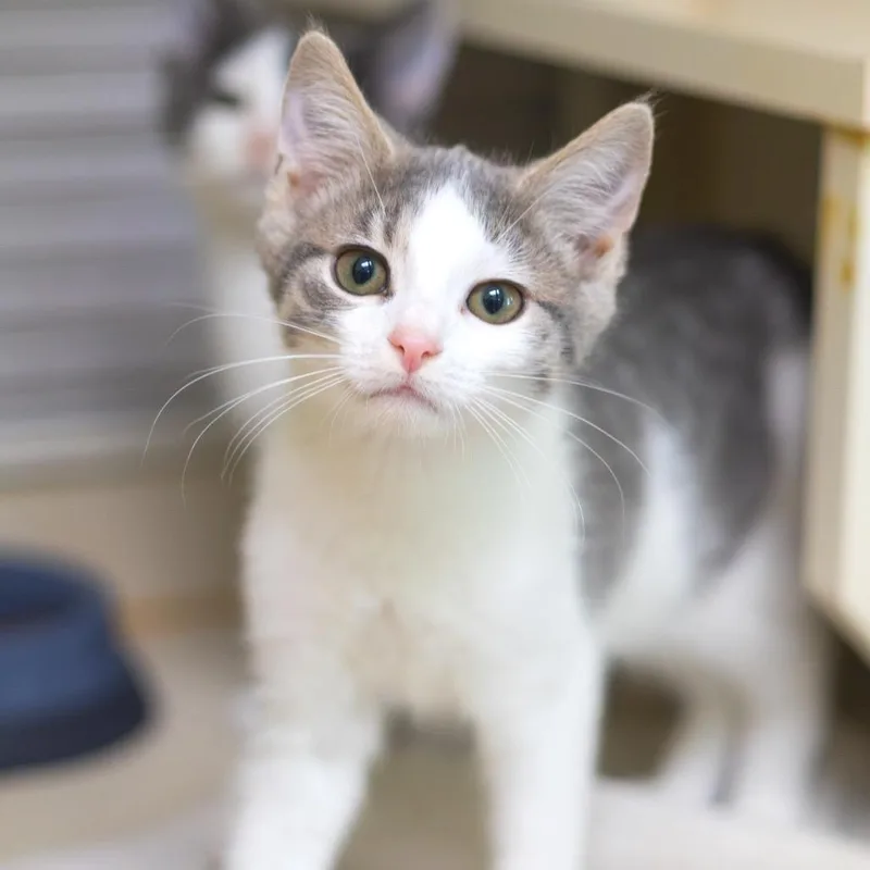 A baby small-sized male Gray / Blue / Silver Domestic Short Hair cat named Cactus Jack for adoption in Newark, DE
