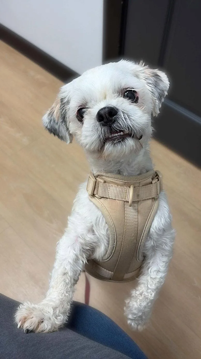 A young small-sized male Shih Tzu dog named Theo for adoption in Morganville, NJ