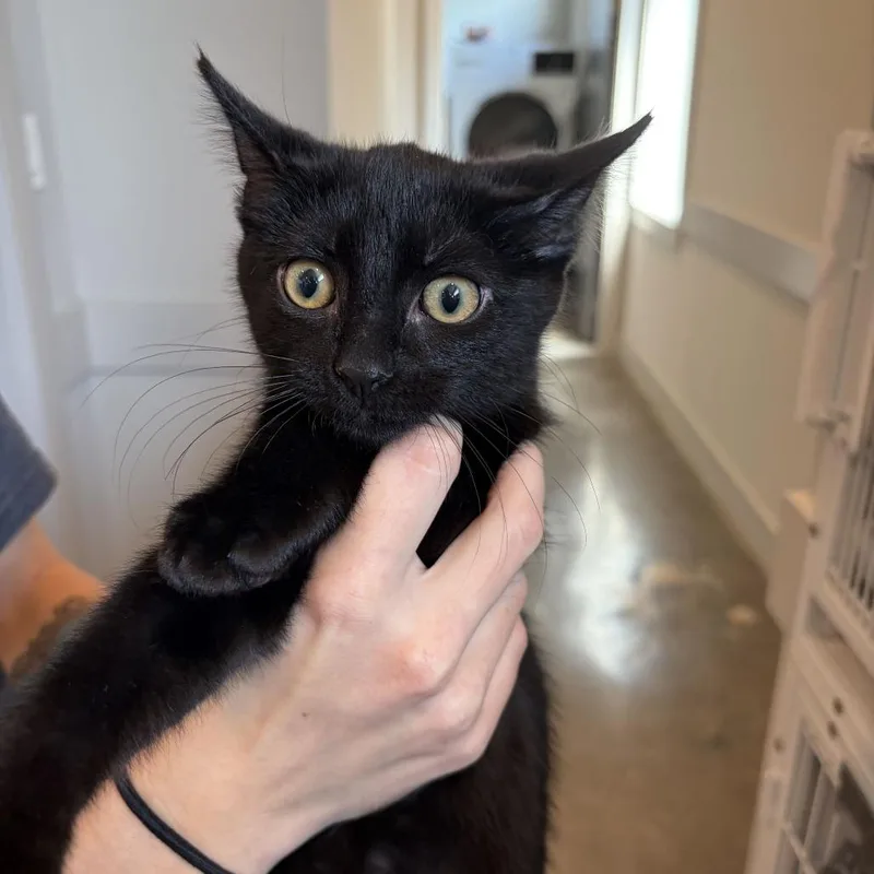 A baby small-sized male Black Domestic Short Hair cat named Gumbo for adoption in Louisville, KY