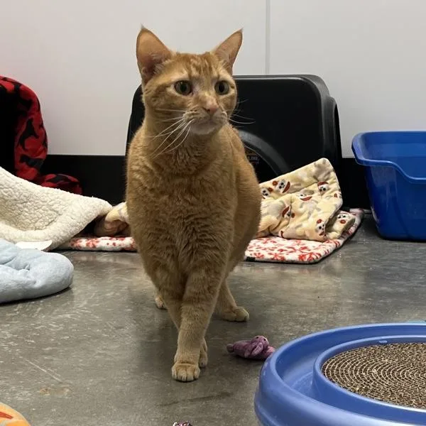 An adult medium-sized female Domestic Short Hair cat named Sea for adoption in Silverdale, WA
