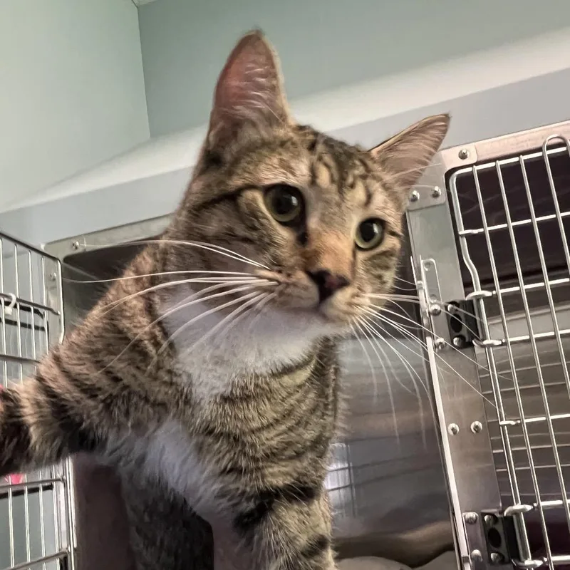 An adult medium-sized male Brown / Chocolate Domestic Short Hair cat named Himalayas for adoption in Greensboro, NC