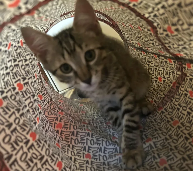 A baby medium-sized male Brown / Chocolate Tabby cat named Wafer for adoption in Lambertville, NJ